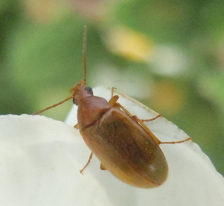 Da identificare: Isomira sp., Alleculidae/Tenebrionidae